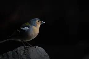 Eurasian Chaffinch